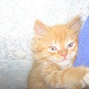 ���� �������, ������, 34 ���� - ��������� 1 ���� 2010 � ������ �����