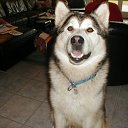  Walter, , 64  -  16  2012   