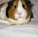  , , 35  -  26  2013    ))