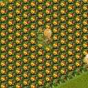  Hi-men, - -  2  2012   Tropikania