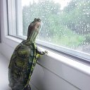 ���� ����, ���������, 63 ���� - ��������� 30 ������ 2012 � ������ �������