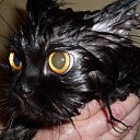 ������� �������� �� ������� �������