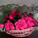 ���� �����, ���������, 52 ���� - ��������� 5 ������ 2012 � ������ ���� ����������