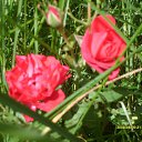 ���� �������, ���������, 61 ��� - ��������� 24 ������� 2009 � ������ ���� ������