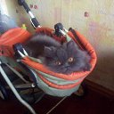  E.lena, , 62  -  13  2010    