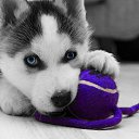 ���� ������, ����, 33 ���� - ��������� 11 ������ 2012 � ������ ���� ����������