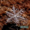 ���� �������, ������, 41 ��� - ��������� 9 ������� 2009 � ������ ���������