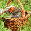  Oz.yuri Nick, , 56  -  8  2012   