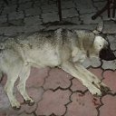 ���� �����)), �����������, 46 ��� - ��������� 18 ������� 2012