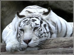 ���� ���������, ����, 46 ��� - ��������� 8 ������ 2012