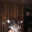 ���� �����, ������, 59 ��� - ��������� 11 ������ 2011 � ������ �PetLove�