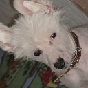 ���� ������-������� ��� ���� �����, ��������, 85 ��� - ��������� 14 ������ 2010 � ������ ������ �������