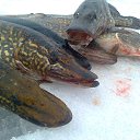 ���� ���������- ���� �������� !!, ������ - ��������� 11 ������� 2013 � ������ �11 ������� 2013�!!!!!�