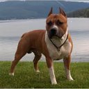  Pitbull, , 34  -  27  2013