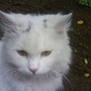  E.lena, , 62  -  13  2010    