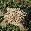 ���� �����, ���� - ��������� 7 �������� 2009