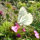  Irixa, , 57  -  30  2009   