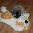  Lusi, , 44  -  1  2010   