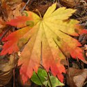 ���� ����, ���������, 31 ��� - ��������� 16 ��� 2010 � ������ �������