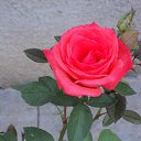 ���� Faina, ����� - ��������� 30 ��� 2013 � ������ ���� ����������