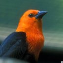 ���� Roxana, ɸ������� - ��������� 1 ��� 2010