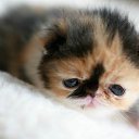 ���� �����, ������ - ��������� 13 ������� 2012 � ������ �������