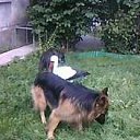  Olga, -, 63  -  11  2011    