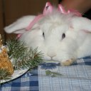 ���� �������� � �������