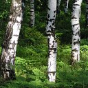 ������� �� ������� �������