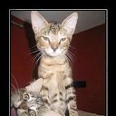 ���� �����, ���������, 39 ��� - ��������� 22 ������� 2010 � ������ ��������