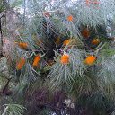  , , 60  -  15  2009    3