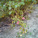 ���� ��������, �����, 39 ��� - ��������� 4 �������� 2010 � ������ �������