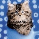 ���� ������ �����, ������, 24 ���� - ��������� 9 ���� 2011 � ������ ������