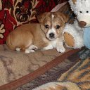 ���� ������ ����������, ����-�����������, 52 ���� - ��������� 11 ������ 2012 � ������ ���� ����������