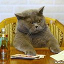 ���� �����, �������, 40 ��� - ��������� 26 ���� 2013 � ������ ������ � ������