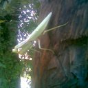 ���� Vit, ������ - ��������� 31 ������� 2011 � ������ �2�