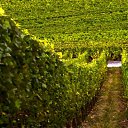 ���� ������, ������, 45 ��� - ��������� 11 ����� 2009 � ������ �������