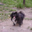 ���� *Sionnach*, ����������� - ��������� 5 ���� 2013 � ������ ���������