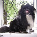 ���� *Sionnach*, ����������� - ��������� 5 ���� 2013 � ������ ���������