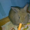 ���� ������, �����������, 36 ��� - ��������� 4 ������ 2010 � ������ ��������� ��� � ���� ������