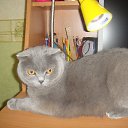  , , 49  -  27  2011   PetLove