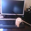  Lina, , 41  -  18  2010    