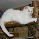  ,  , 51  -  15  2010