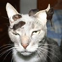 ���� ����� - ���������� ��������!!!, �����������, 56 ��� - ��������� 31 ������� 2009 � ������ �����Ȼ