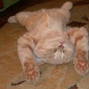 ���� ����, ��������, 36 ��� - ��������� 27 ����� 2010 � ������ ������