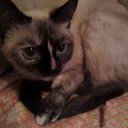  , -, 61  -  12  2012   