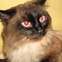 ���� �������, ��������, 37 ��� - ��������� 2 ������ 2009 � ������ ���������