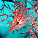 ���� ����� - ���������� ��������!!!, �����������, 56 ��� - ��������� 20 ������� 2009 � ������ ������������� ��������� � ��������� ���!�