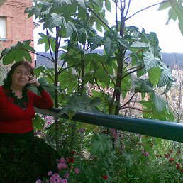 ����, ��������, 75 ���