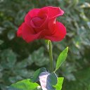 ���� ������, �����, 50 ��� - ��������� 8 ���� 2012